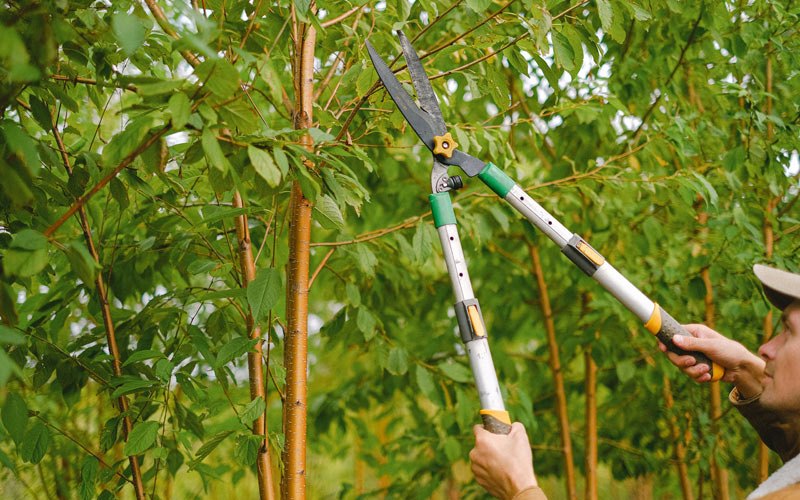 Tree trimming in Zahl, ND