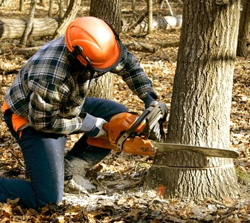 Tree Removal in Zahl, ND